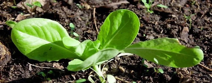 Vorziehen im Gewächshaus oder auf der Fensterbank - Tomaten und Paprika, Knollensellerie, Bleichsellerie, Gurken, Zucchini...