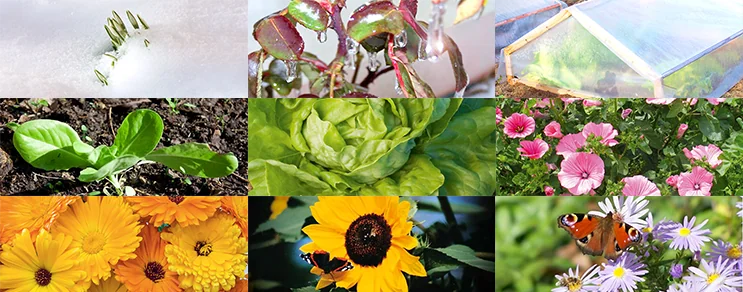 Was kann man jetzt aussäen? Aussaat- und Pflanztipps für den Biogarten von Januar - November für Gemüse, Kräuter u. Blumen