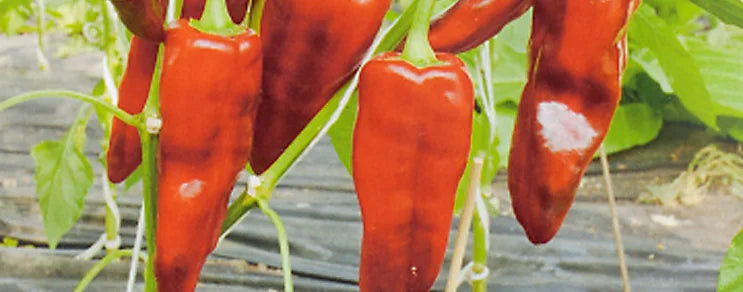 In milden Lagen gute Ergebnisse auch im Freilandanbau möglich. Geschützter Anbau verlängert die Erntesaison von Paprika u....