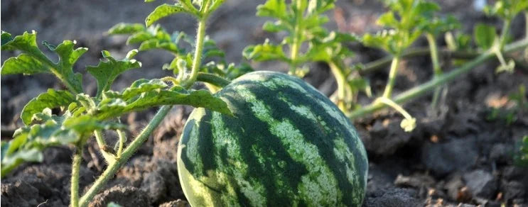 Ein Versuch mit der Aussaat von Melonen lohnt sich. Allerdings benötigen sie einen vollsonnigen Standort und viel Wärme.