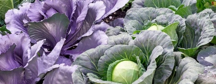 Weißkohl ist die älteste Kohlart mit weltweit größter Verbreitung. Dagegen ist Rotkohl sehr viel jünger und weniger verbre...