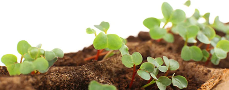 BIO Saatgut für Sprossen und Microgreens online kaufen – gesund, würzig und schnell selbst gezogen. Ideal für Fensterbank ...