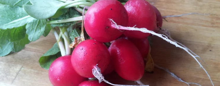 Entwickelt sich optimal in lockerem, feuchtem Boden. Folgesaaten alle 2 - 3 Wochen. Keinen frischen organischen Dünger ver...