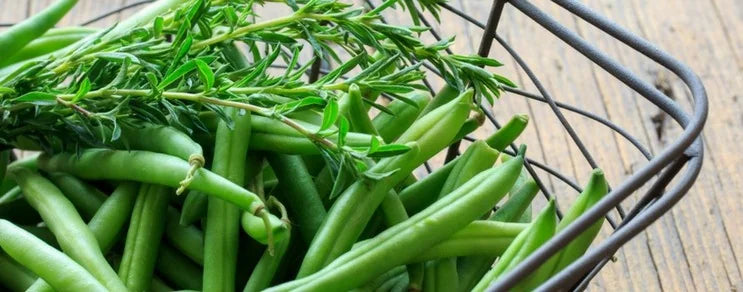 Erde tief lockern und grobkrümelig belassen. Buschbohnen nicht zu tief säen. Später eventuell anhäufeln. Düngung ist meist...