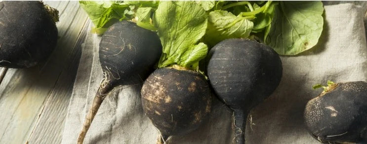 Raphanus sativus ist eine alte Kulturpflanze aus dem östlichen Mittelmeergebiet und gehört zur Familie der Kreuzblütler.