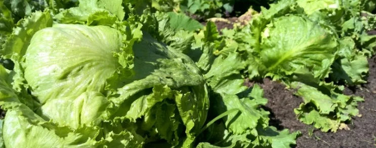 Lactuca sativa L. var. capitata. Aussaat ist ab Januar im geschützten Anbau.
