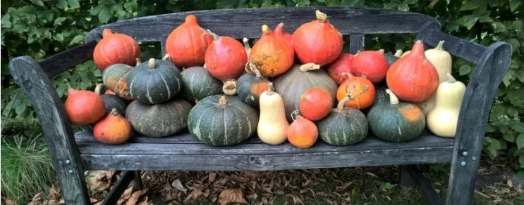 große Sortenvielfalt von Riesenkürbissen bis Gartenkürbissen in EU BIO- und Demeter Qualität