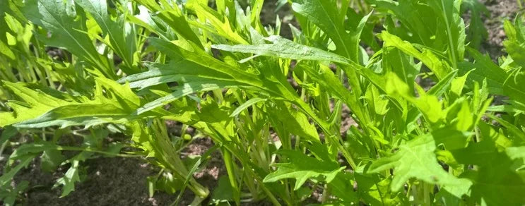 Asiasalat ist ideal für naturnahes Gärtnern: schnellwachsend, aromatisch und robust. Erfahren Sie alles über Aussaat, Pfle...