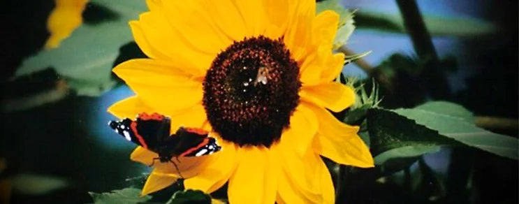 Nicht verpassen: In den August fällt die Aussaat von Feldsalat, Spinat und Postelein für die Herbsternte.