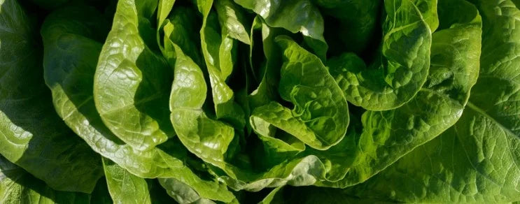 Lactuca sativa. Fam. Korbblütler. Kopfsalat ist bei uns der wichtigste und meist gegessene Vertreter der Lactuca Salate.
