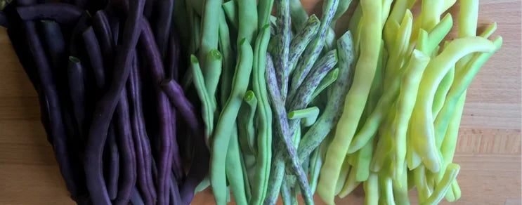 Stangenbohnen können über einen längeren Zeitraum beerntet werden u. liefern höhere Erträge als Buschbohnen. Düngung meist...