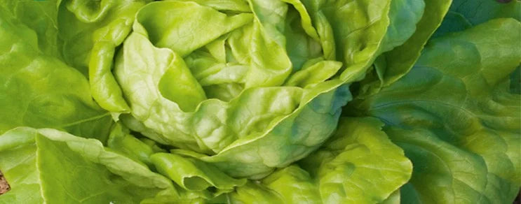 Im Mai können gesät werden Radieschen, Sommerrettich, Rote Bete, Grünkohl, Dill, Kresse, Kerbel, Möhren, Mangold, Zuckerer...