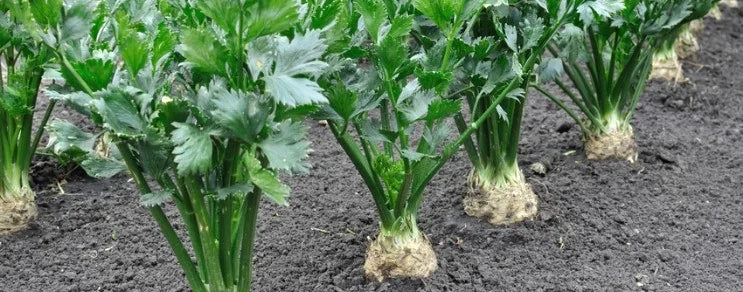 Sellerie findet vorallem als Stangensellerie und als Knollensellerie Verwendung.