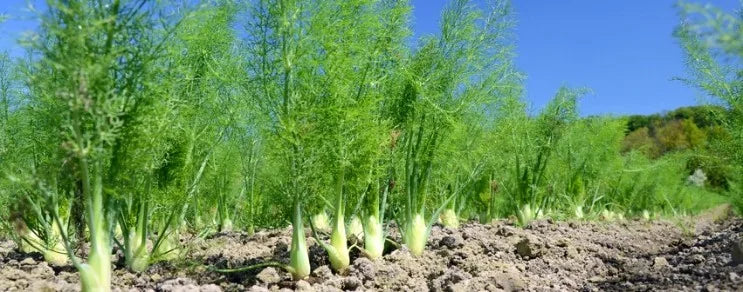 Ursprünglich ein Herbst- und Wintergemüse aus dem Mittelmeerraum ist Knollenfenchel mittlerweile ein Gemüse für die gesamt...