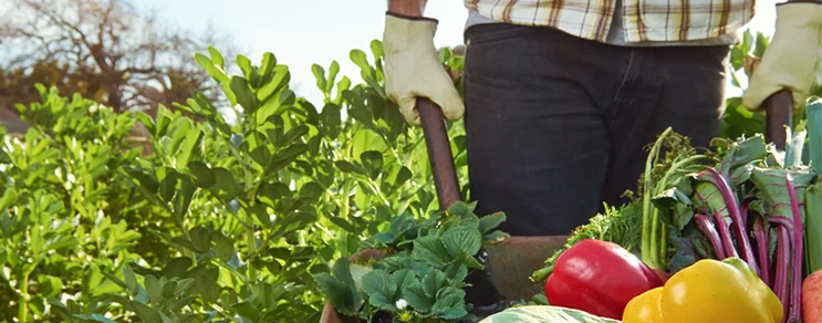 Neben BIO Saatgut, Pflanzkartoffeln u. Blumenzwiebeln führen wir als Biogartenversand alles was Sie in Ihrem Biogarten ben...
