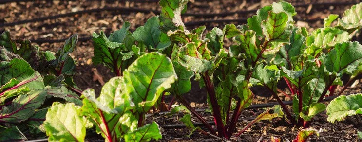 Boden lebendig erhalten: Kompost, EM & Gründüngung für fruchtbare, gesunde Böden. Bodenpflege natürlich & nachhaltig – bei...