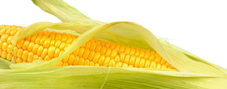 Geschälter Maiskolben mit Laub