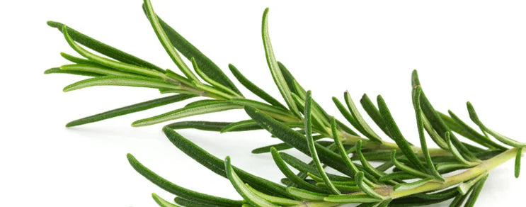 Auch wenn Sie nur sehr wenig Platz haben, ein Kräutergarten lohnt sich. Wir empfehlen die Verwendung von Öko Saatgut für K...