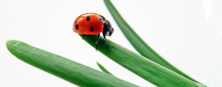 Umweltfreundlicher Pflanzenschutz für Hobbygärtner mit natürlichen Wirkstoffen wie Kaliseife, Rapsöl & Nützlingen. Schütze...