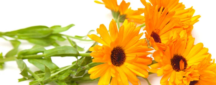 ÖKO Saatgut von einjährigen Sommerblumen, zwei- und mehrjährigen Sommerblumen, Blumenmischungen - samenecht und nachbaufähig