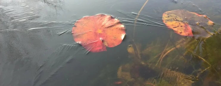 Im Biogarten fallen neben gärtnerischen Arbeiten wie säen, pflanzen und düngen auch viele handwerkliche Aufgaben an.