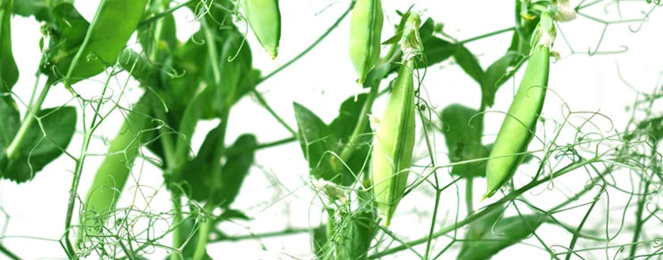 Es gibt ganz unterschiedliche Formen wie die süßen Markerbsen, die robusten Palerbsen und die ganz essbaren Zuckerschoten.