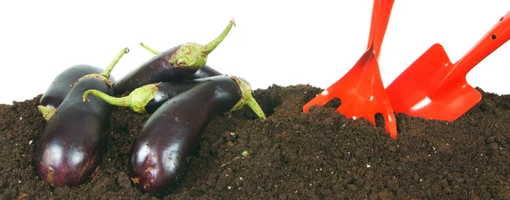 BIO Saatgut für Tomaten, Gurken, Paprika, Zucchini, Kürbisse, Zuckermais