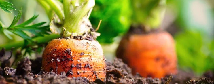 Daucus carota. Doldenblütler. Wegen der Möhrenfliege kein Anbau auf Flächen mit frischer organischer Düngung. Nicht öfter ...