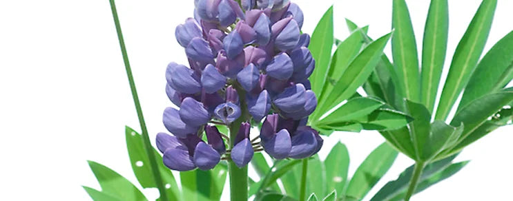 BIO Gründüngung & Getreide – Für fruchtbare Böden und gesunde Pflanzen. Jetzt hochwertiges Saatgut für Buchweizen, Phaceli...