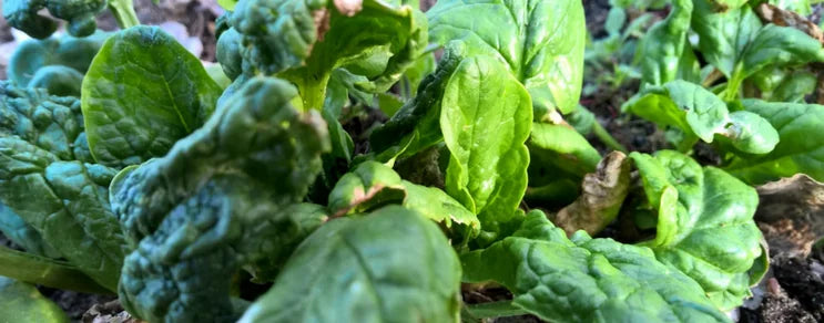 Spinat wegen Nitratanreicherung nicht zu stark düngen. Für die Ernte ganzer Rosetten nicht zu dicht säen.