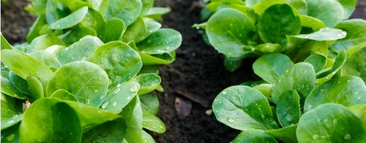 Feldsalat oder Nüssli- bzw. Ackersalat (lat. Valerianella locusta)