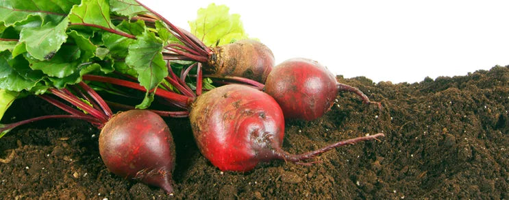 BIO Saatgut Pastinaken, Rettich, Sellerie, Knollenfenchel, Rote Rüben, Möhren, Radieschen