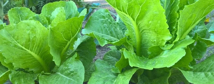 Lattich ist eine weitere Form der Lactuca-Salate der keine eigentlichen Köpfe bildet. Er stammt aus dem Mittelmeergebiet u...