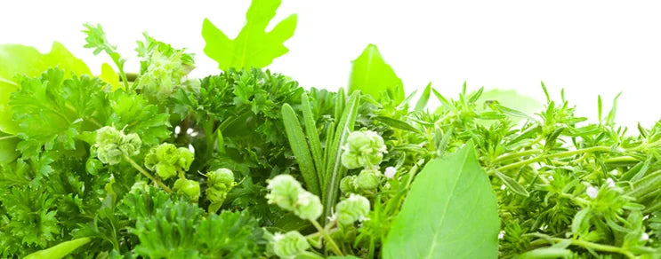 Entdecken Sie BIO-Saatgut für Sommer- und Herbstaussaaten – ideal für frisches, vitaminreiches Gemüse bis in den Winter. N...