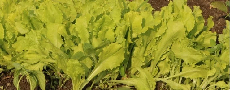 Sie bilden keine Köpfe u. stammen von der gemeinsamen Wildpflanze Stachellattich ab. Eichblatt- u. Pflücksalate sind eine ...