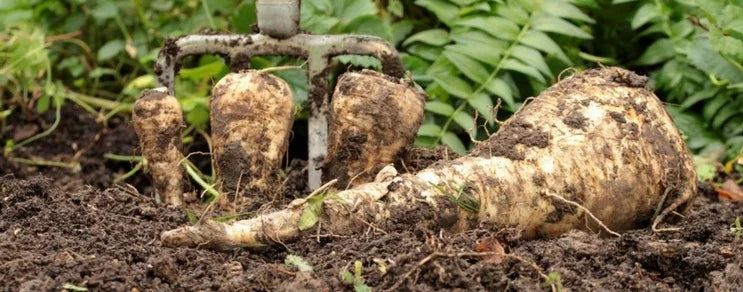 Pastinaken sind in Mitteleuropa heimisch und eine sehr alte Kulturpflanze, die auch wild vorkommt.