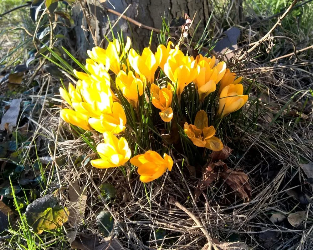 Aussaaten in diesem Monat sind nur in besonders günstigen Lagen und bei leichten Böden, die rasch abtrocknen und sich rasc...