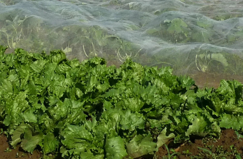 Gut und günstig bei biogartenladen kaufen: Mulchfolien, Ranknetze, Unkrautvliese zu 100% biologisch abbaubar Ideal für nac...