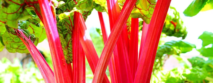 Schnittmangold wurde bereits von den Griechen und Römern geschätzt, später aber vom Spinat weitgehend verdrängt. Anspruchs...