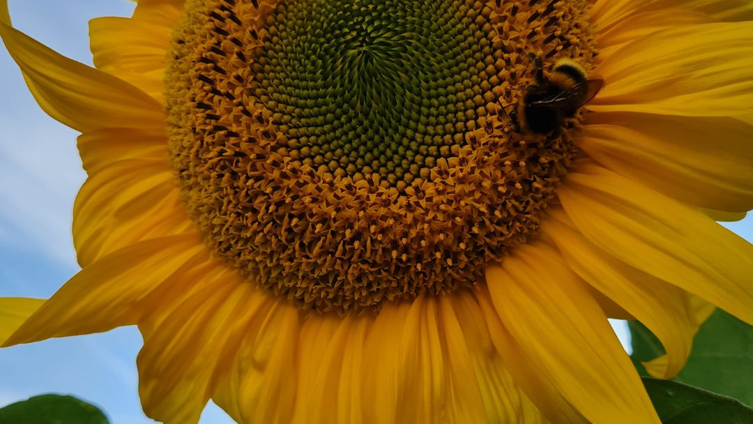 Biene auf Sonnenblume