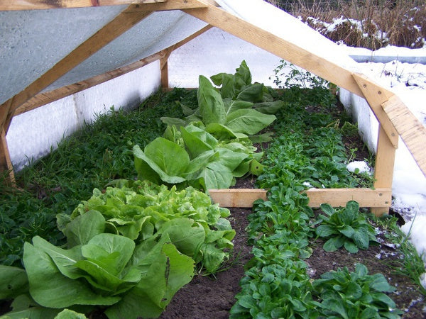 Wintersalate im Frühbeet