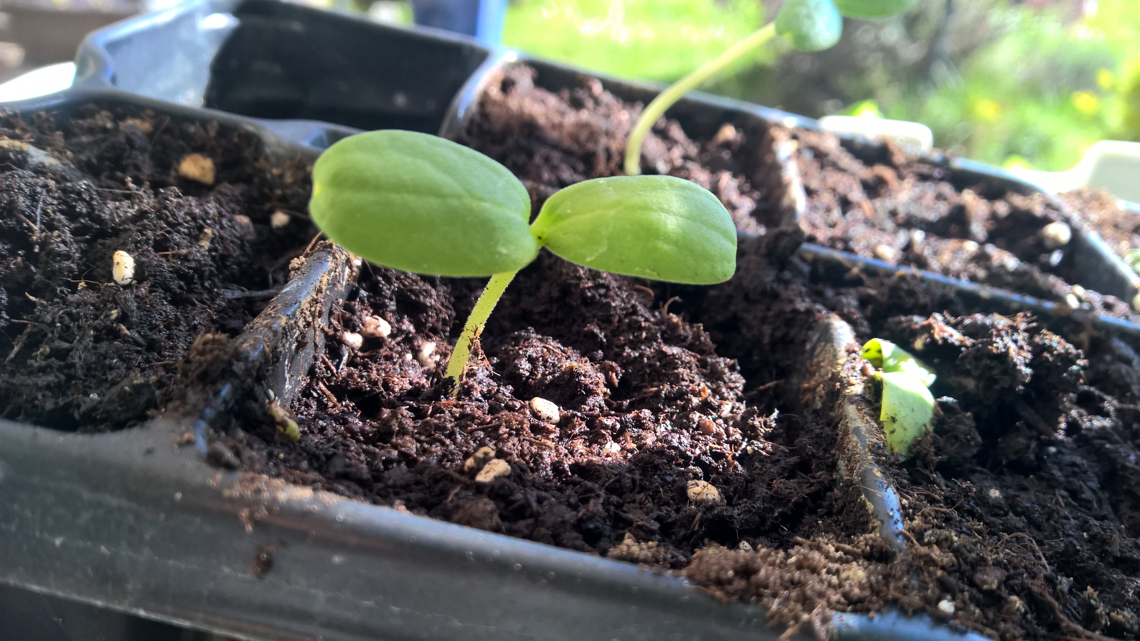 Jungpflanzen von Melonen