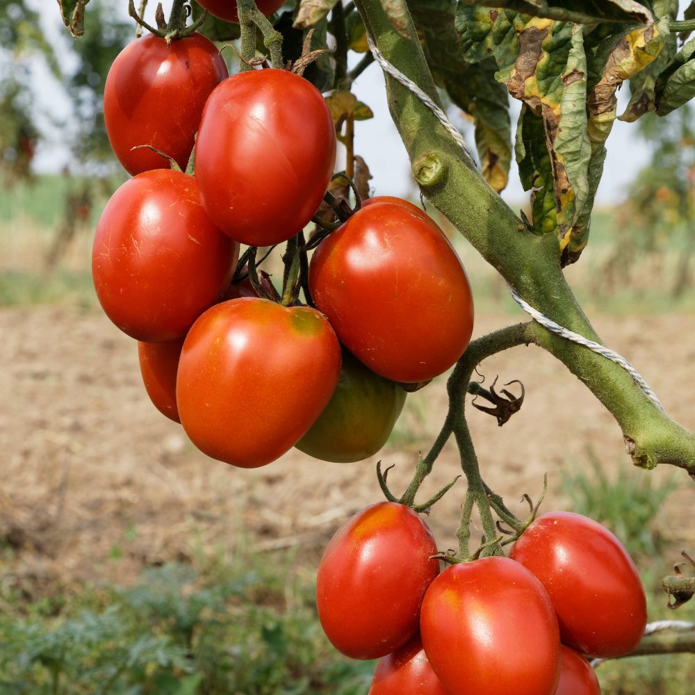 BIO Saatgut Saucentomate De Berao