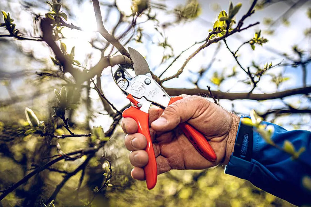 LÖWE Amboss-Schere Nr. 1