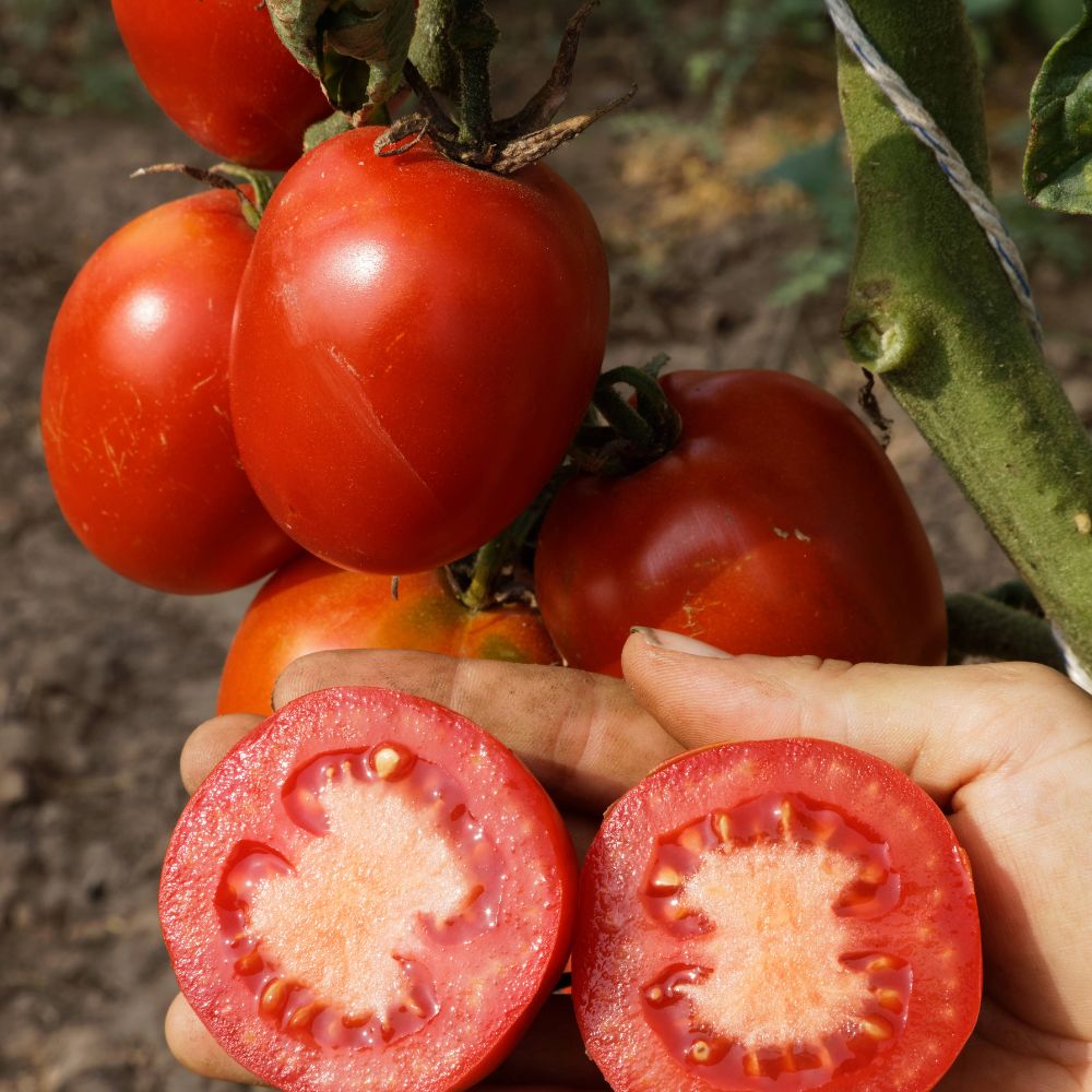 BIO Saatgut Saucentomate De Berao – Biogartenladen