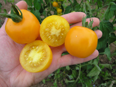 BIO Saatgut Cocktailtomate Clou