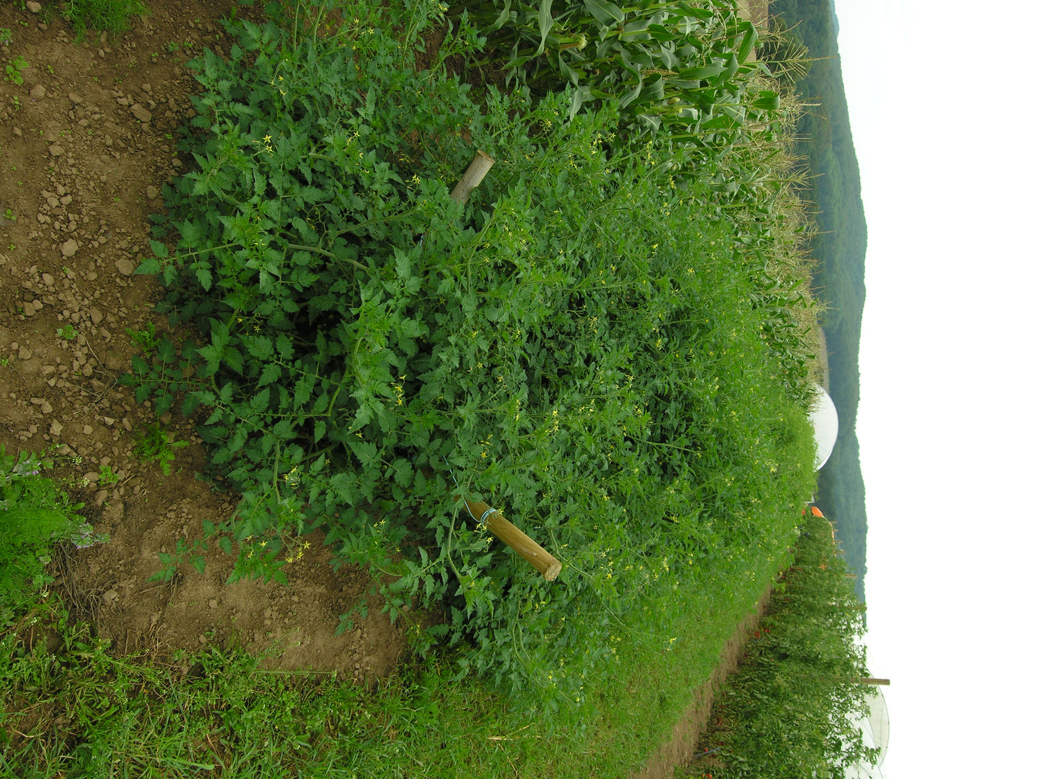 Wildtomate Rote Murmel