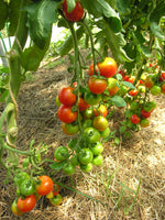 BIO Saatgut Cocktailtomate Primavera