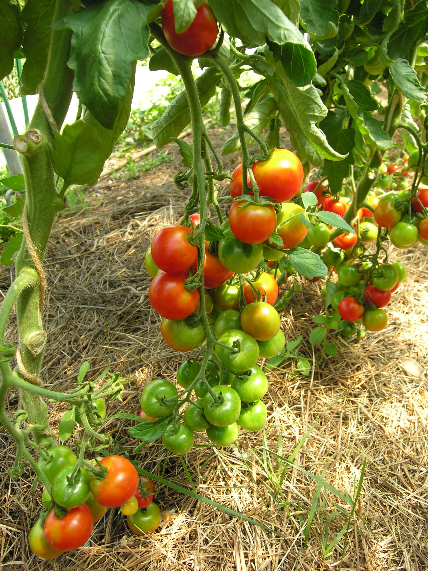 BIO Saatgut Cocktailtomate Primavera