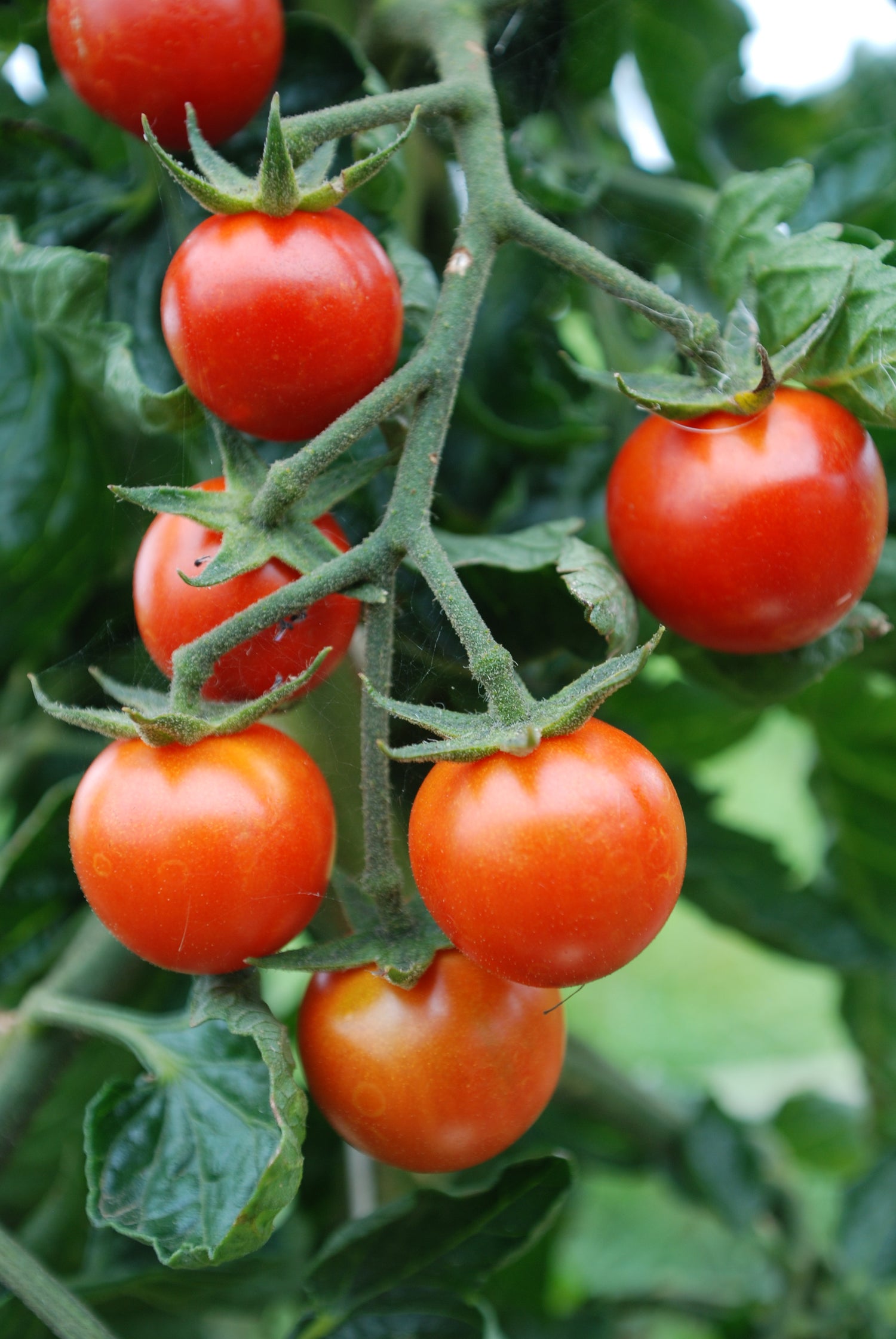 BIO Saatgut Cocktailtomate Resi